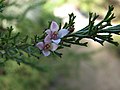 Thumbnail for Cyanothamnus anemonifolius