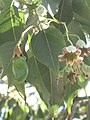 leaves, flowers, fruits