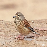 L. c. mediterranea, juvenile