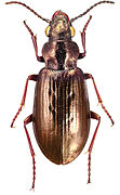 May 29: The beetle Diacheila arctica.