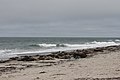 grey seal colony, Heligoland