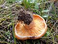 Lactarius deliciosus