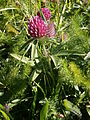 Trifolium alpestre