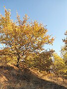 Arbre en automne