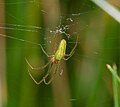 * Nomination Gemeine Streckerspinne - Tetragnatha extensa, Weibchen (female) --Hockei 20:46, 11 December 2014 (UTC) * Promotion QI for me--Holleday 21:28, 15 December 2014 (UTC)