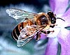 Apis mellifera