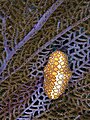 Image 34Flamingo tongue on a purple sea fan from Arcadin Islands, Haiti. This sea snail is found living on various species of soft corals and sea fans. (from Environment of Haiti)