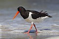 Haematopus ostralegus strânljip