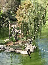 Geoffroy's spider monkey in the Jerusalem Biblical Zoo