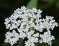 Yampah (Perideridia parishii), top-view of umbel