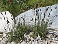 Clumps of mountain timothy (Phleum alpinum)