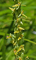 Yellow rein orchid (Platanthera tescamnis) flowers close