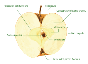 Coupe longitudinale dans une pomme arrivée à maturité.