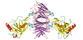 RBP4-retinol-TTR complex