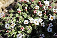 Saxifraga andersonii