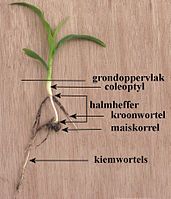 Kiemplant van suikermais