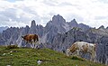 Tre Cime cows 1.jpg5 000 × 3 055; 3,05 MB