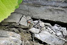 Bercia sul troi geologich de Bula.