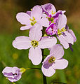 21. Réti kakukktorma (Cardamine pratensis) (Waldpark, Mannheim-Neckarau, Baden-Württemberg, Németország) (javítás)/(csere)