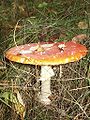 Amanita muscaria