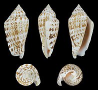 Conomurex persicus (Persian conch), shell