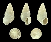 Ecrobia ventrosa, shell