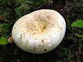 Lactarius glaucescens