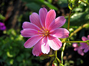 Lewisia cotyledon