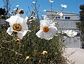 Matilija poppy (Romneya sp., various species)