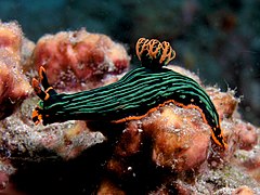 Nembrotha kubaryana