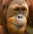 Deutsch: Sumatra-Orang-Utan Pongo abelii (cat.)