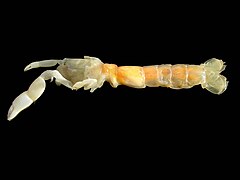 Pestarella tyrrhena (Sand ghost shrimp)