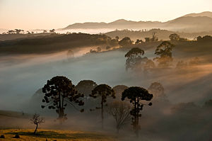 #9: Alba con pino del Paraná (Araucaria angustifolia) nel Parco nazionale della Serra da Bocaina, in Brasile. – Attribuzione: Heris Luiz Cordeiro Rocha (cc-by-sa-3.0)