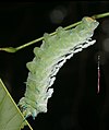 * Nomination Attacus taprobanis larva --Jkadavoor 11:05, 5 June 2018 (UTC) * Promotion Good quality. --Martin Falbisoner 11:15, 5 June 2018 (UTC)