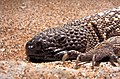 Image 10 Mexican beaded lizard More selected pictures