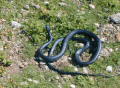 Desert black snake