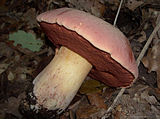 Boletus lupinus