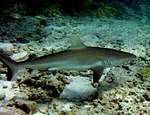 Requin des Galápagos.