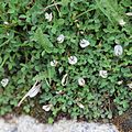 Carpet clover (Trifolium monanthum) low mat