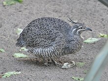 Tinamou élégant ou Eudromia elegans. Avant l'accouplement, les mâles effectuent des danses durant parfois 4 heures. Les combats entre mâles pour une femelle peuvent être très violents.