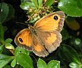 Gatekeeper butterfly