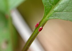 Sur un merisier, nectaires pétiolaires dont le signal visuel rouge est associé à un mutualisme de nutrition et de protection.