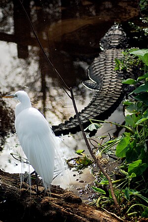 A great egret perched near an alligator at Gatorland in Orlando, Florida.