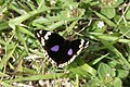 Junonia oenone