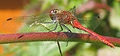 Sympetrum sanguineum