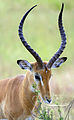 34 Male impala profile uploaded by Muhammad Mahdi Karim, nominated by Muhammad Mahdi Karim