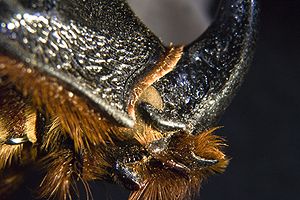 Oryctes nasicornis (Œil droit)