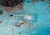 A speckled sand perch[31] perched on coral sand