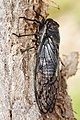 Redeye Cicada