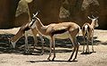 South African Springbok